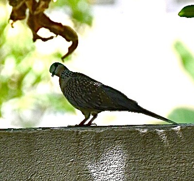 Spotted Dove - ML638431677