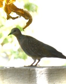Spotted Dove - ML638431678