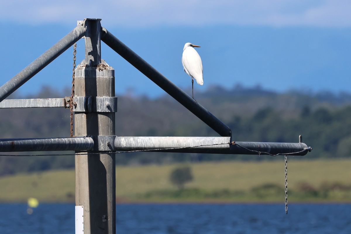 Great Egret - ML638431680