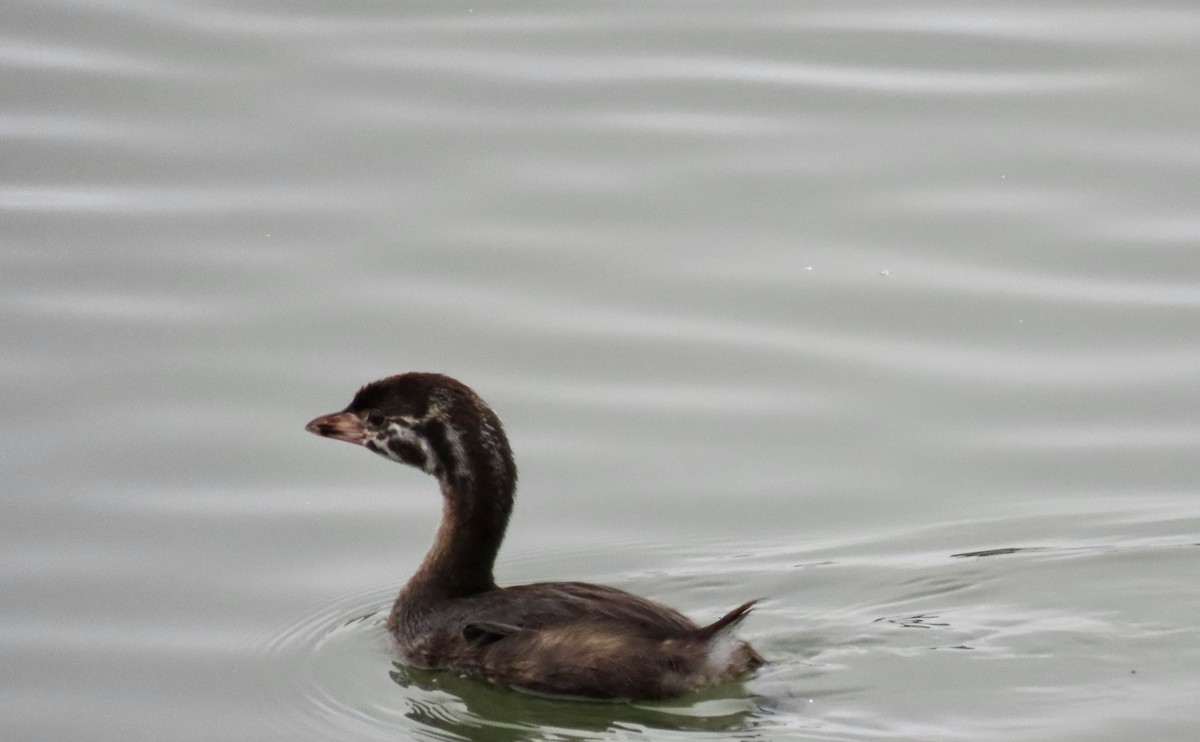 Pied-billed Grebe - ML638431681