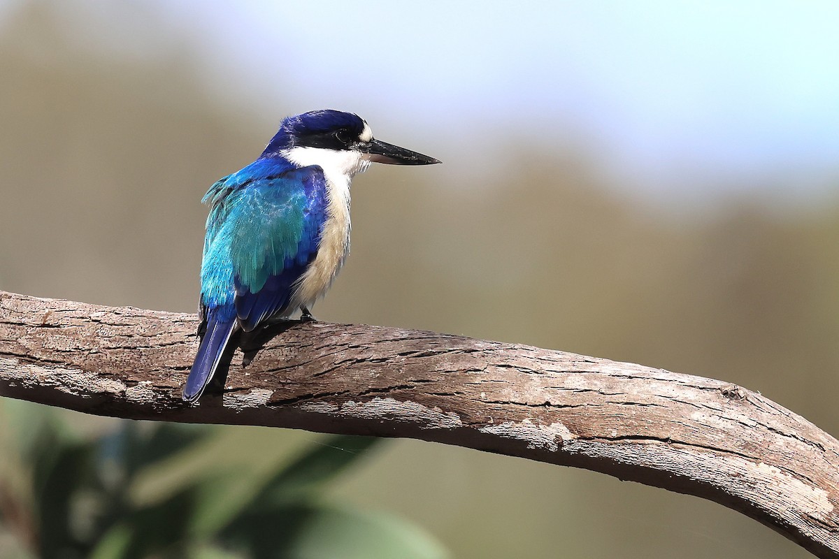 Forest Kingfisher - ML638431691