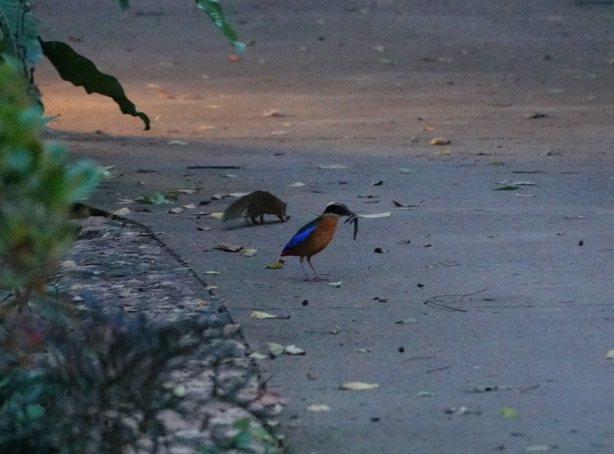 Blue-winged Pitta - ML638431699