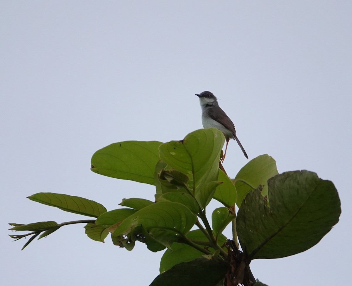Gray-breasted Prinia - ML638431708