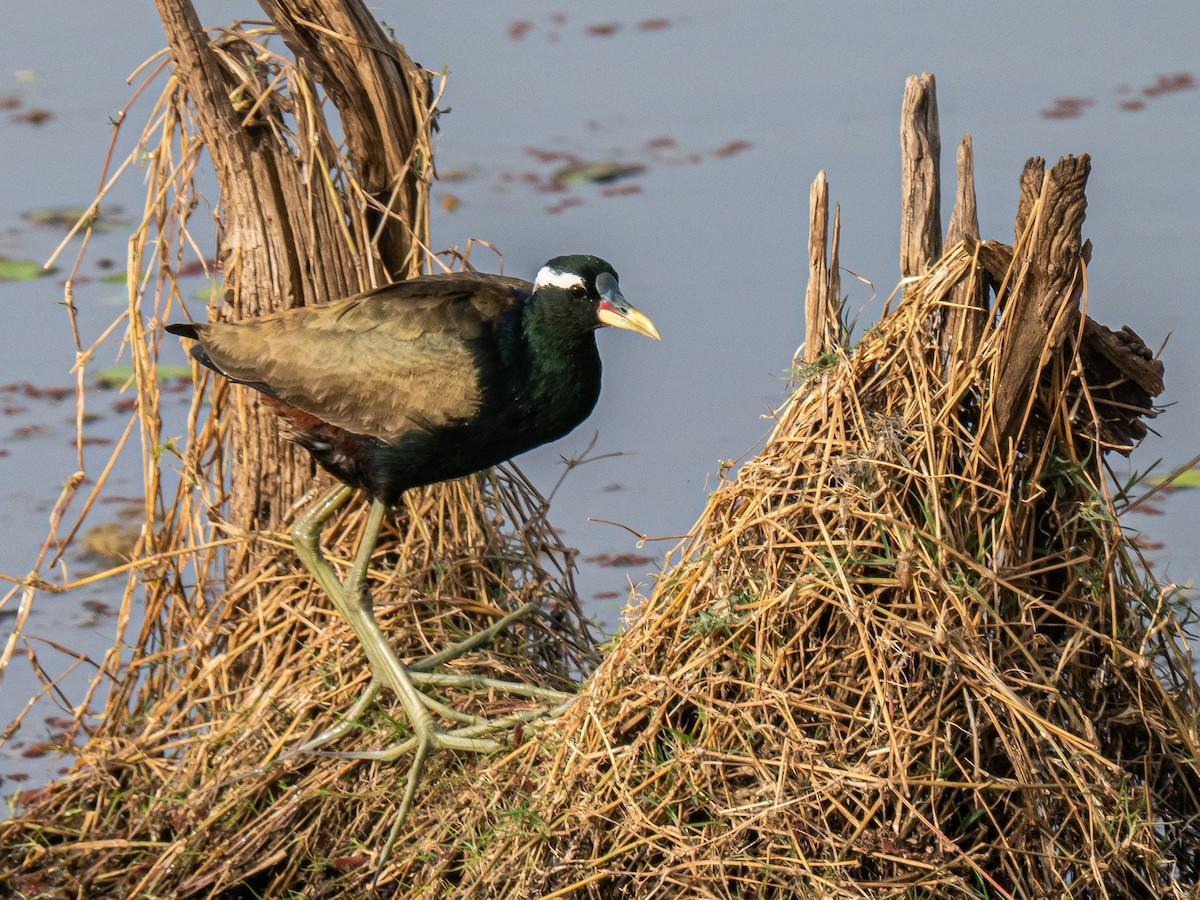 Bronze-winged Jacana - ML638431714