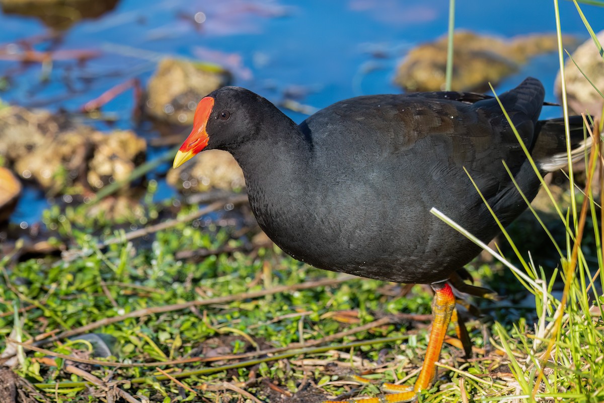 Dusky Moorhen - ML638431720