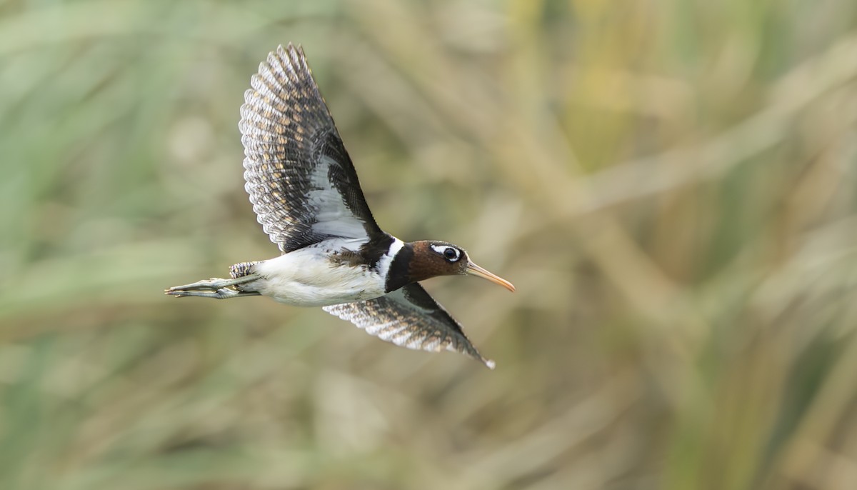 Greater Painted-Snipe - ML638431738