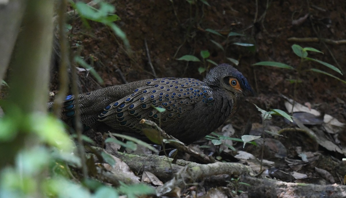 Malayan Peacock-Pheasant - ML638431764