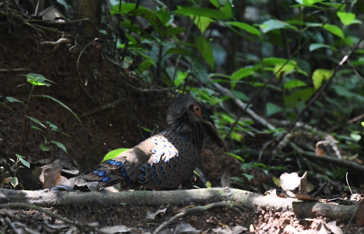 Malayan Peacock-Pheasant - ML638431765
