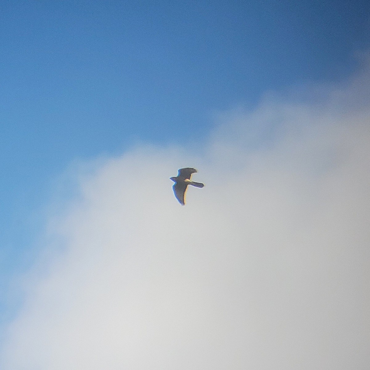 Brown Goshawk - ML638431800