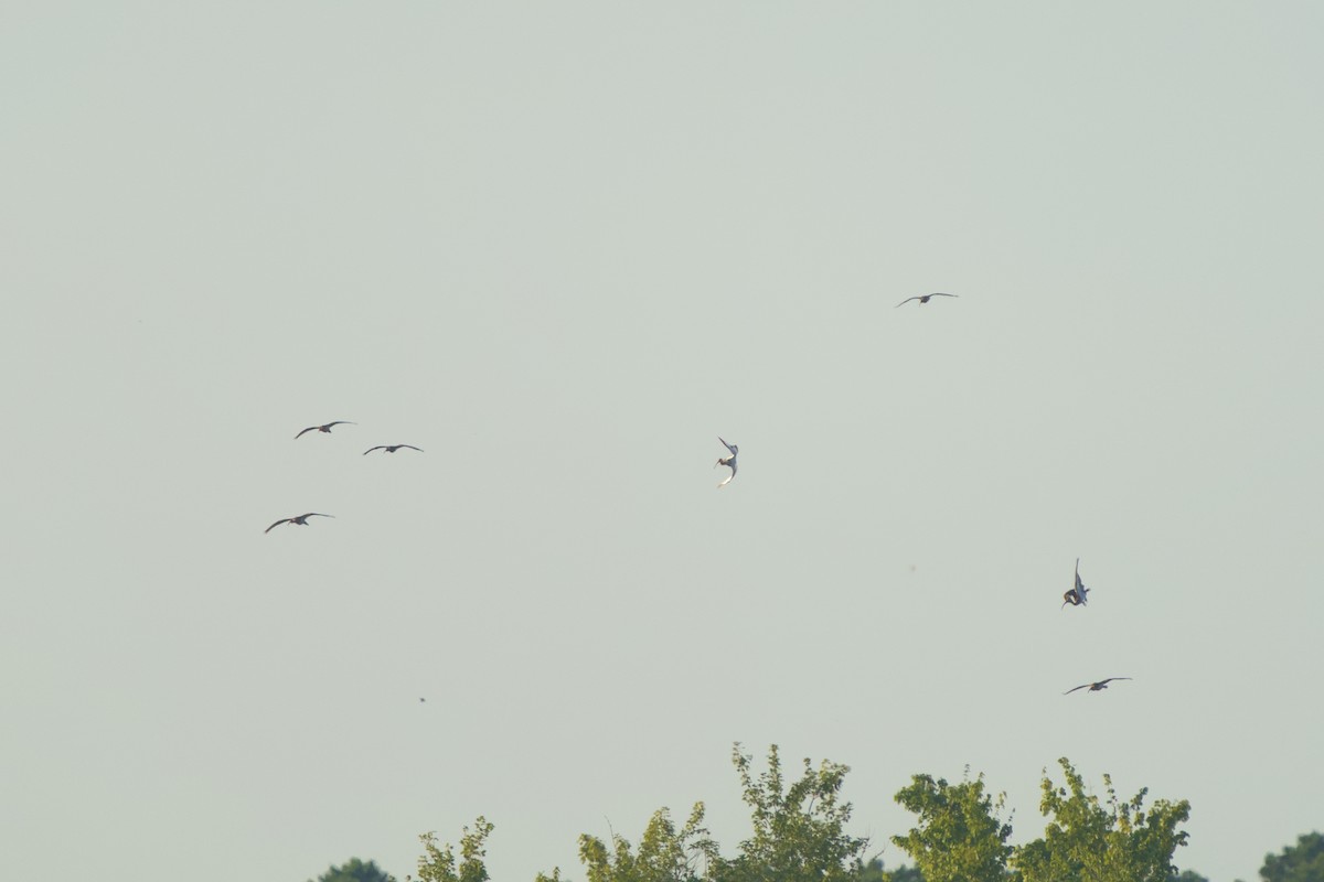 White Ibis - ML638431864