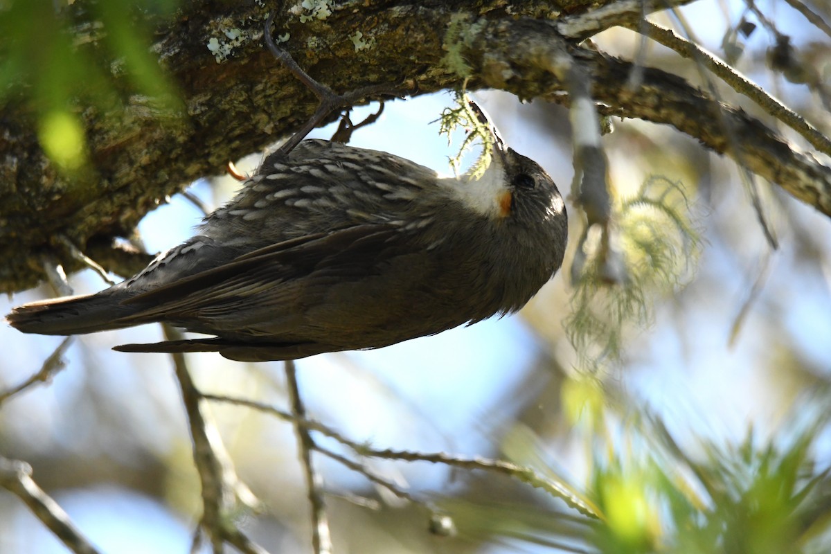 White-throated Treecreeper - ML638431868