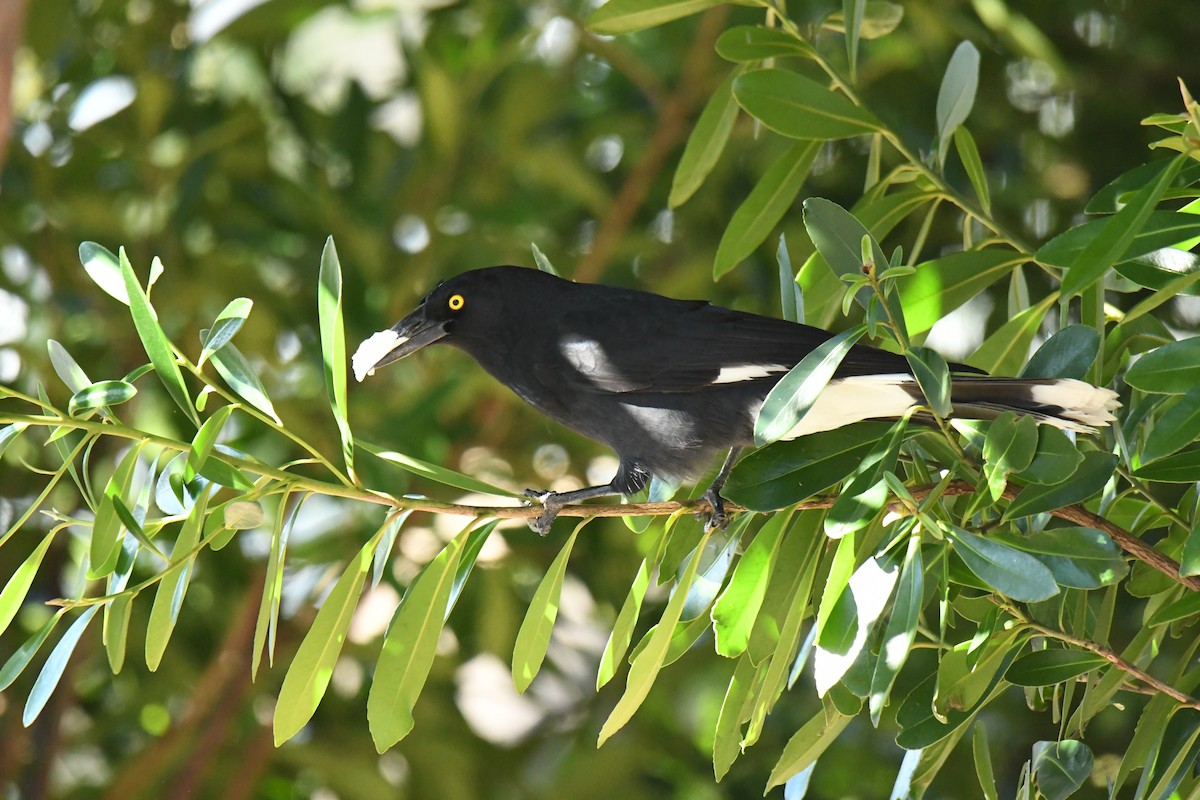 Pied Currawong - ML638431886