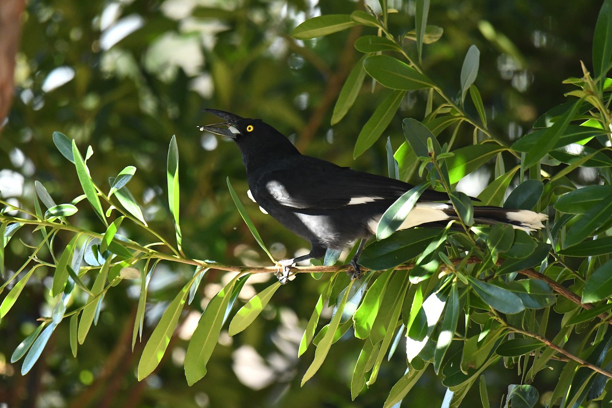 Pied Currawong - ML638431888