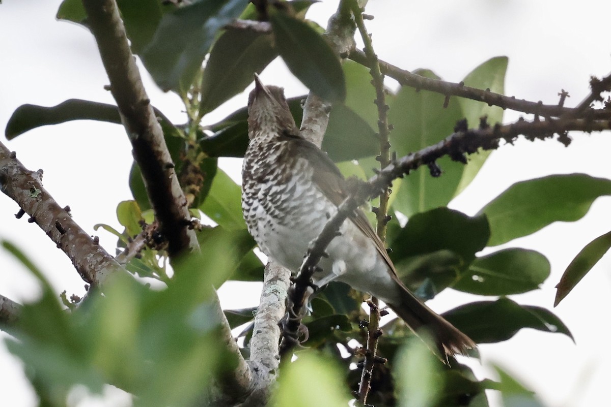 Marañon Thrush - ML638431895
