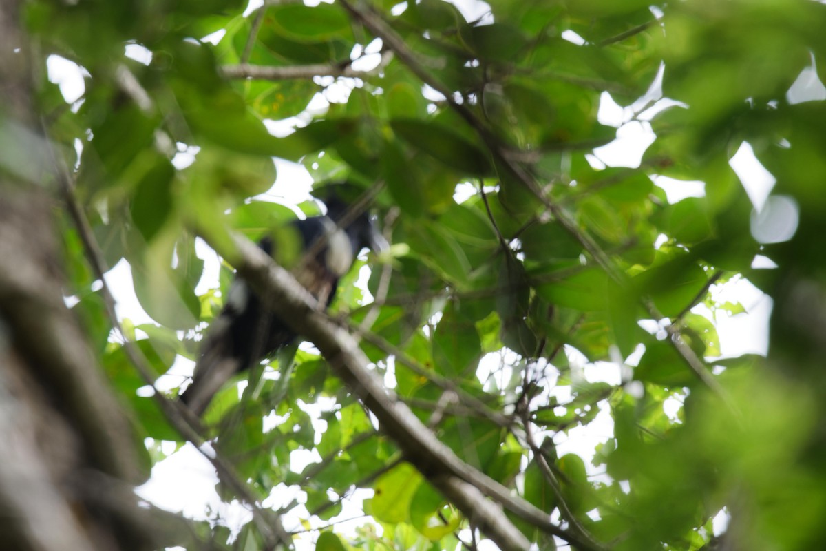 Black Baza - ML638431902
