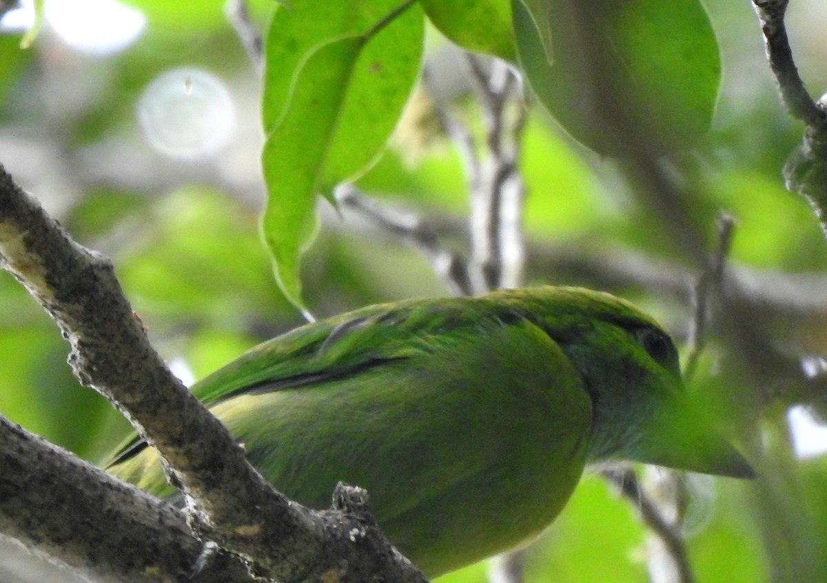 Barbudo Coronigualdo - ML638431925