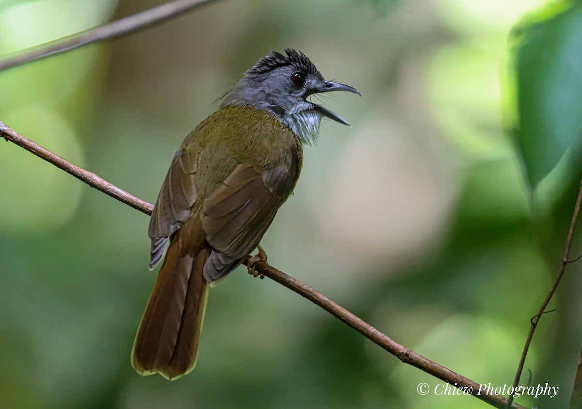 Yellow-bellied Bulbul - ML638431955
