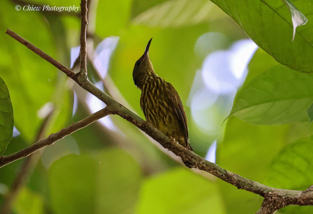 Purple-naped Spiderhunter - ML638431959