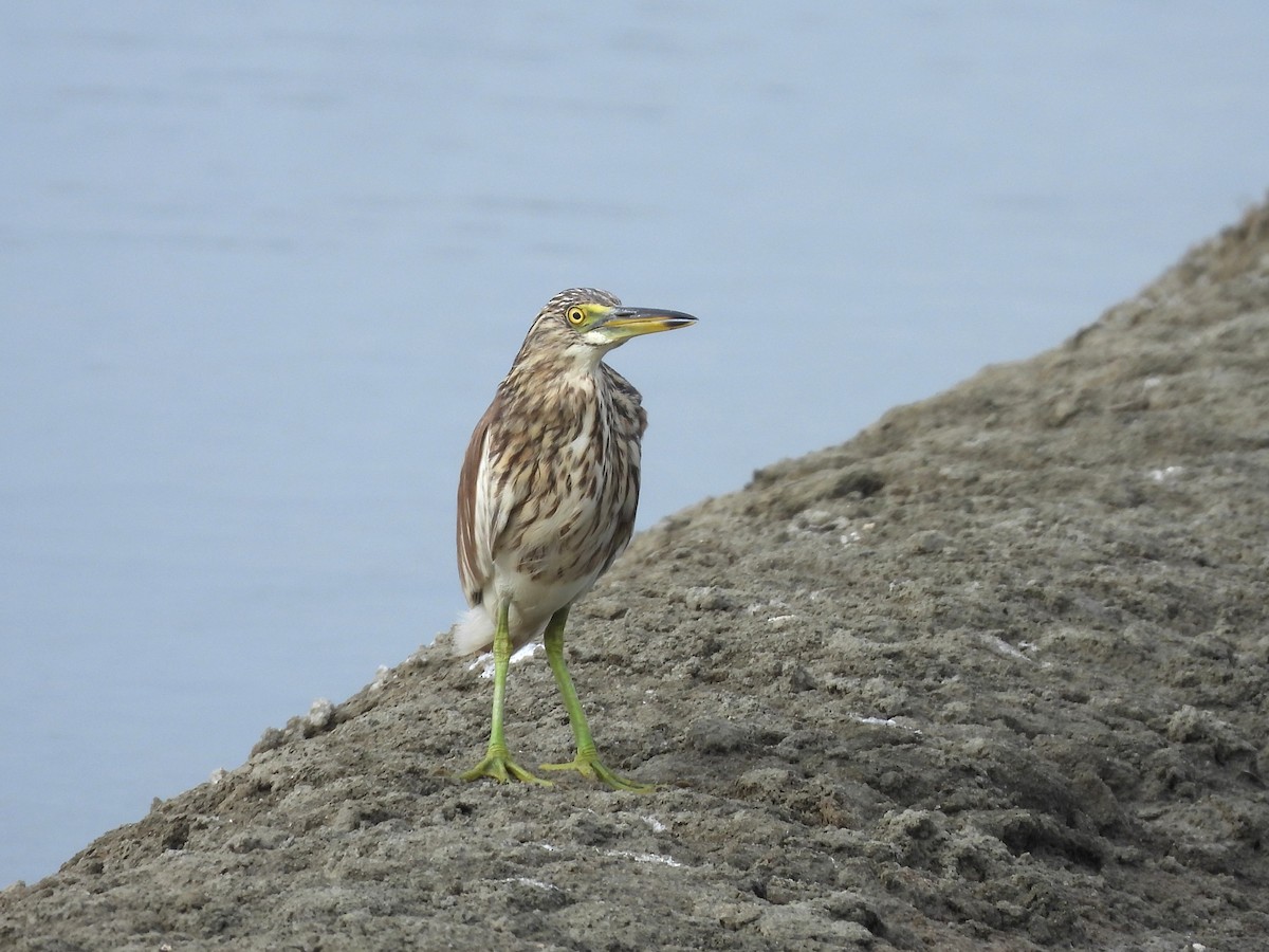 Chinese Pond-Heron - ML638431964