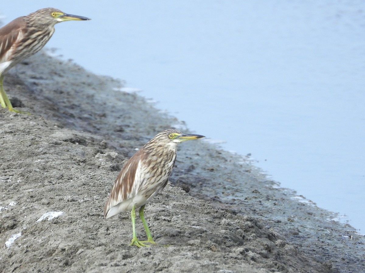 Chinese Pond-Heron - ML638431965