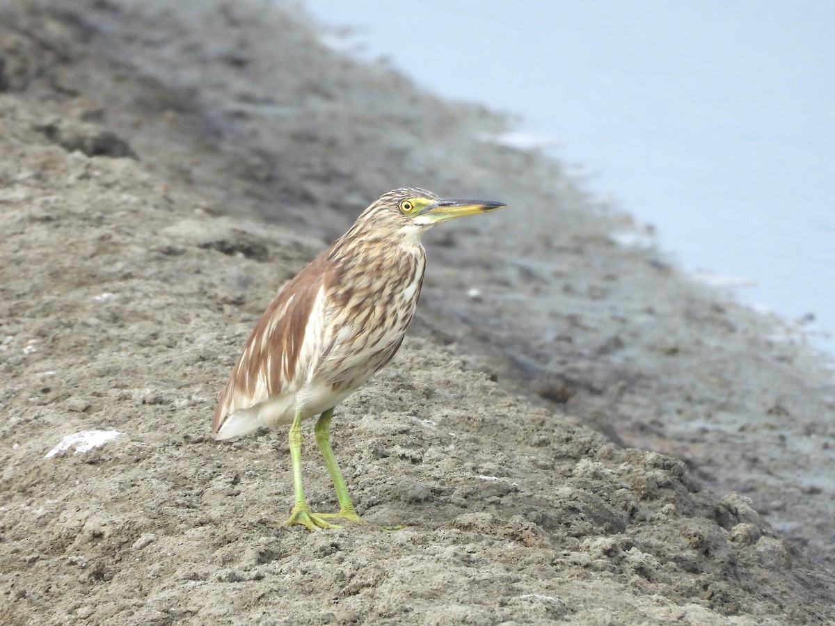 Chinese Pond-Heron - ML638431966