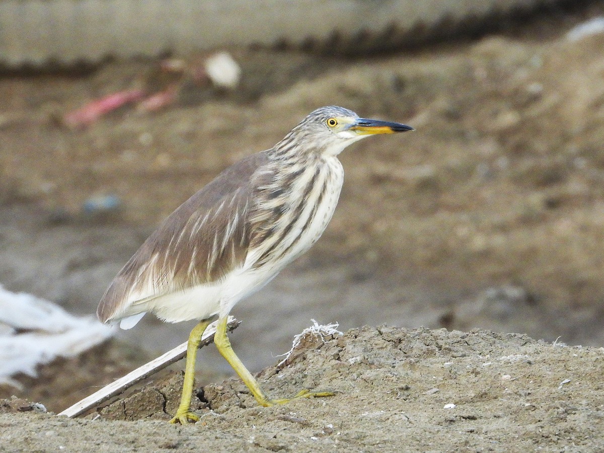 Chinese Pond-Heron - ML638431967