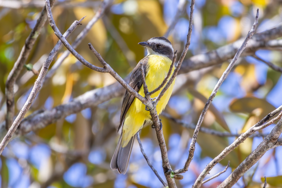 Rusty-margined Flycatcher - ML638431972