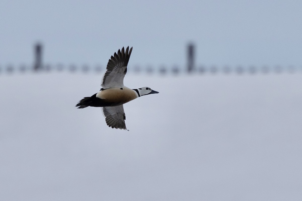 Steller's Eider - ML638431992