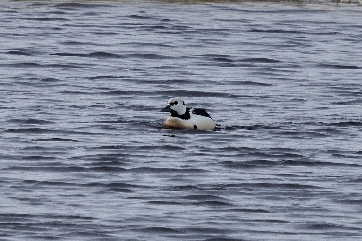 Steller's Eider - ML638431993