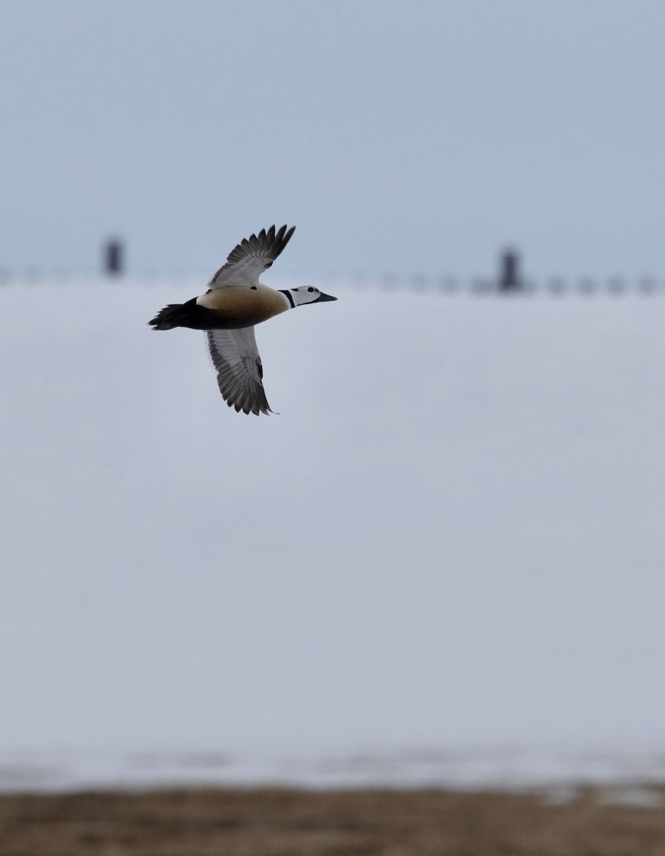 Steller's Eider - ML638431994