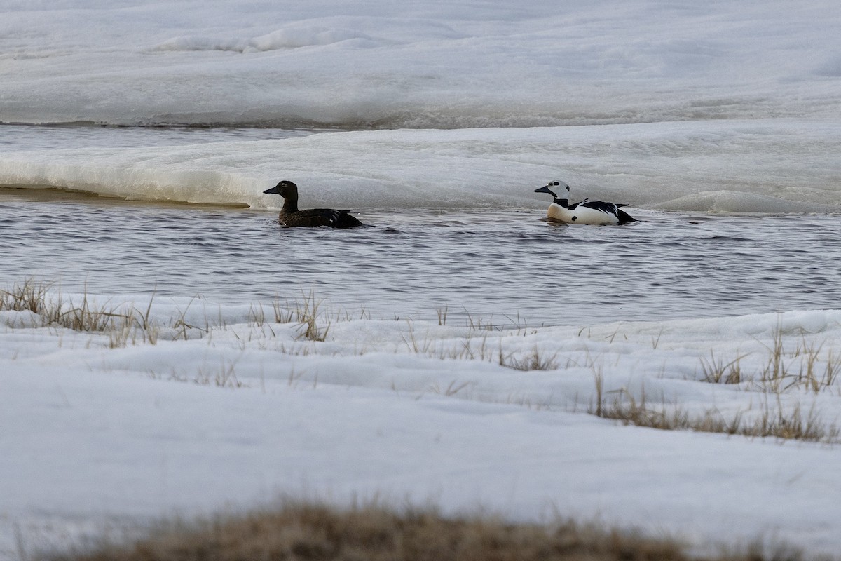 Steller's Eider - ML638431995