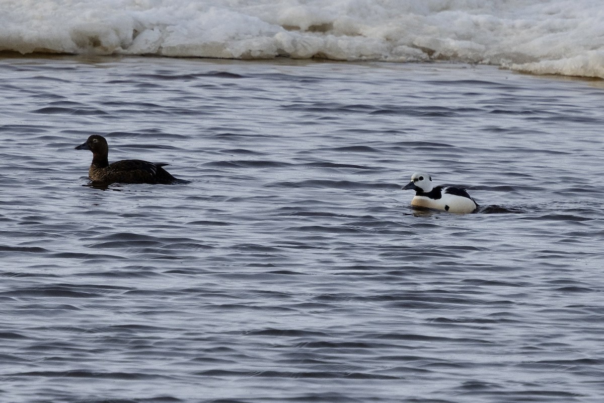 Steller's Eider - ML638431996