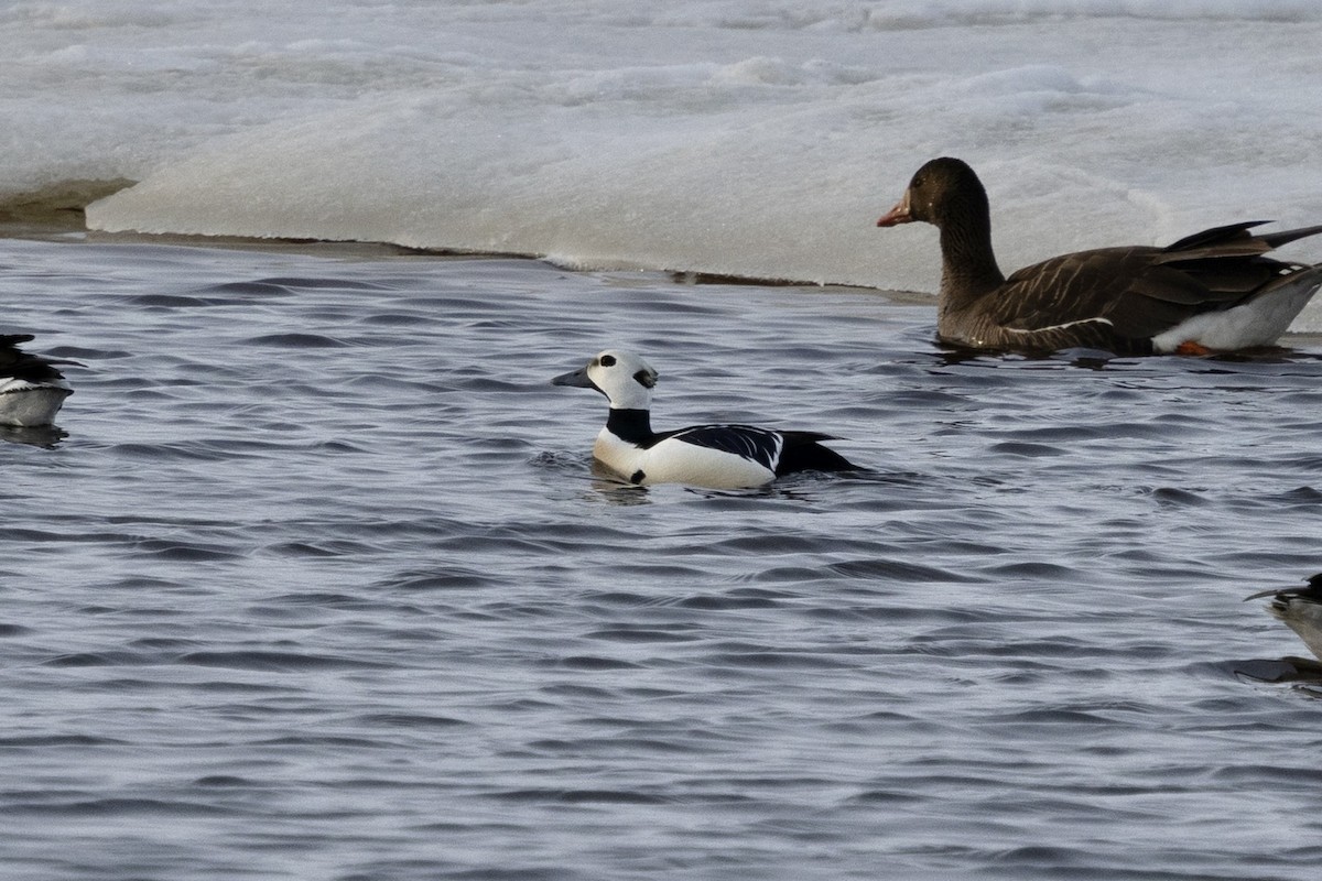 Steller's Eider - ML638431997