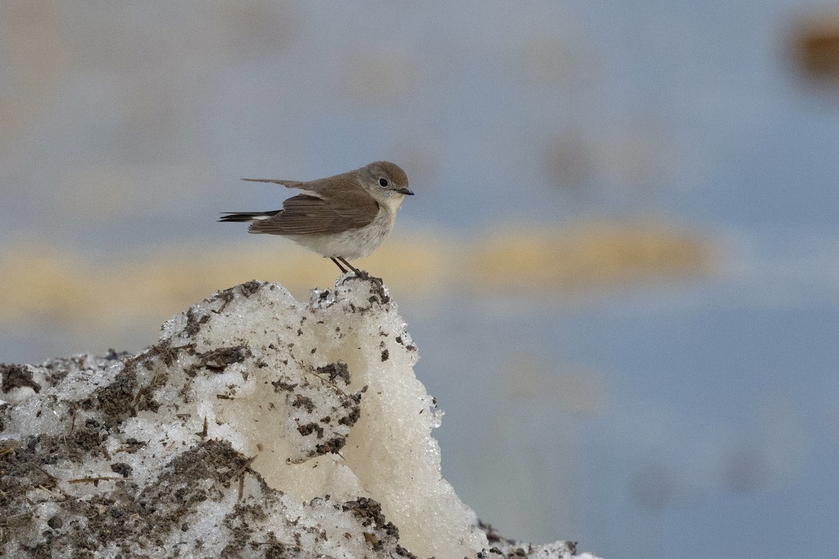 Taiga Flycatcher - ML638432018