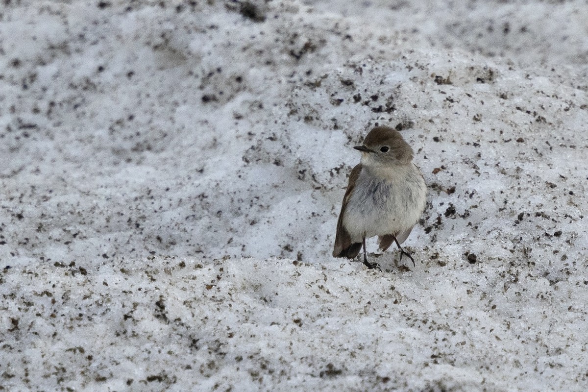 Taiga Flycatcher - ML638432019