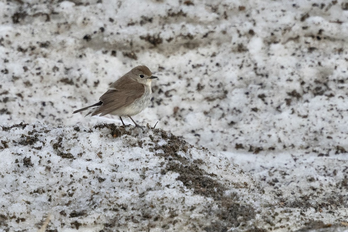 Taiga Flycatcher - ML638432020