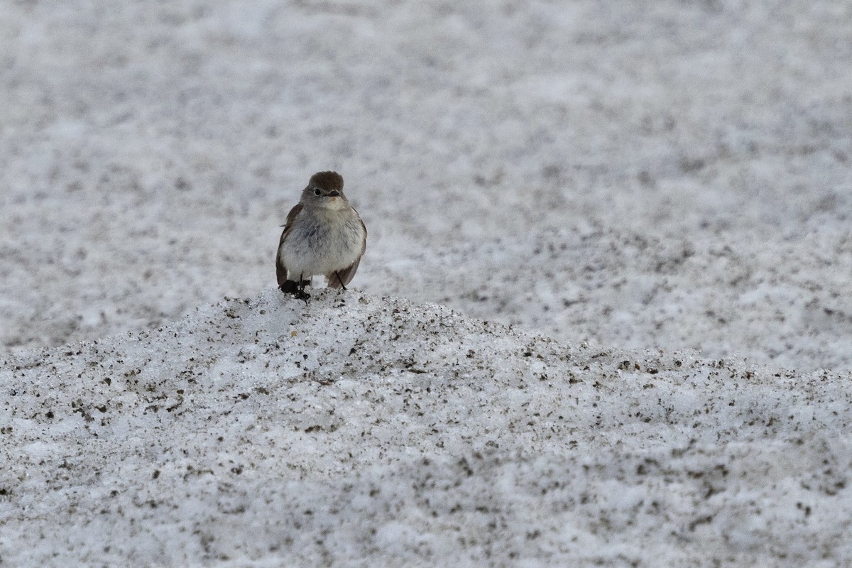 Taiga Flycatcher - ML638432021