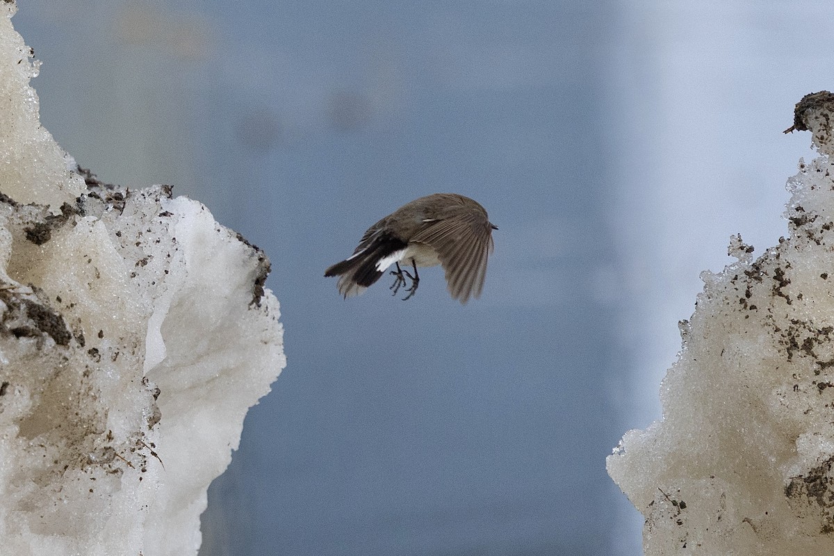 Taiga Flycatcher - ML638432022