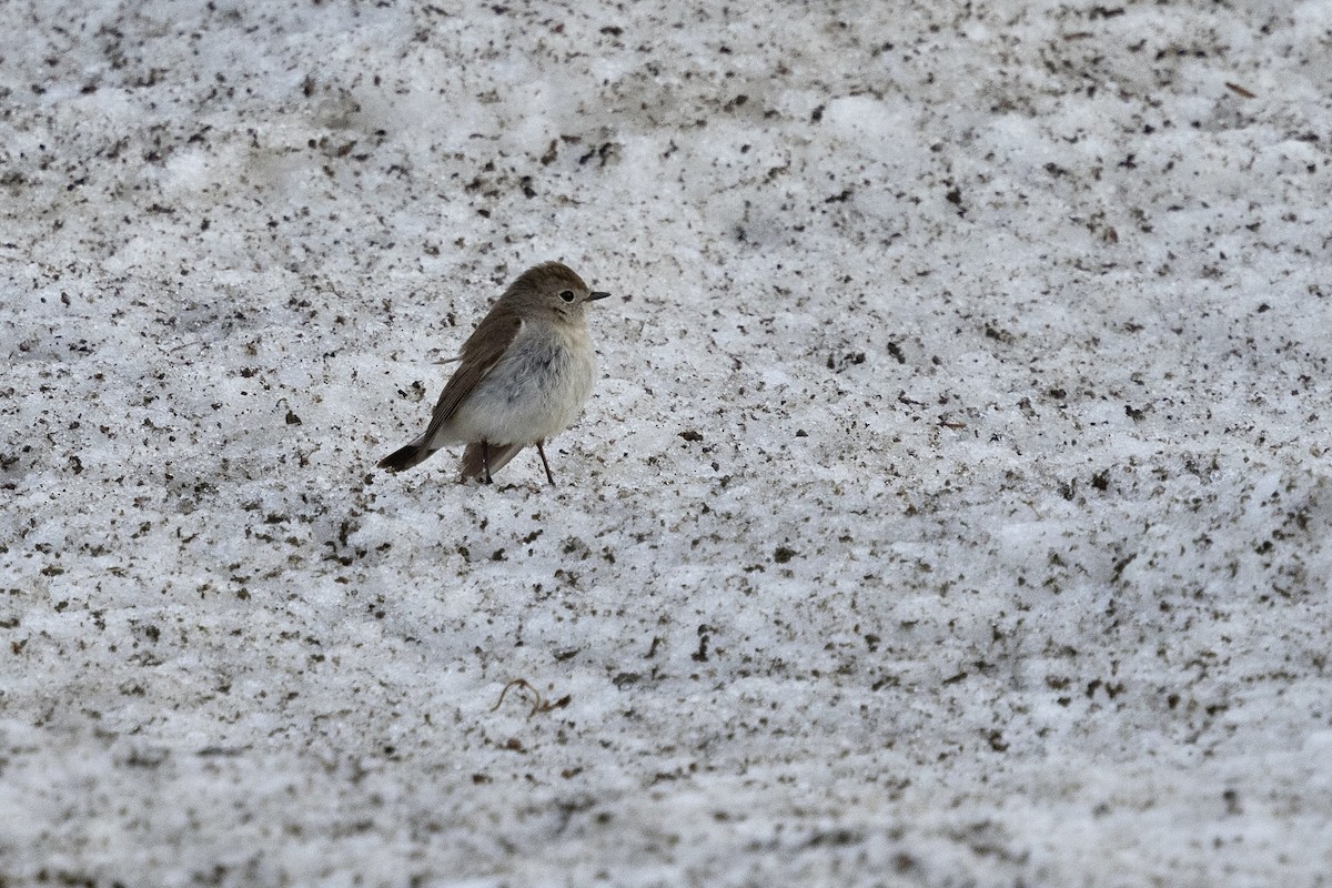 Taiga Flycatcher - ML638432023