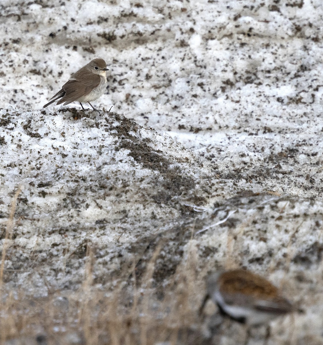 Taiga Flycatcher - ML638432024