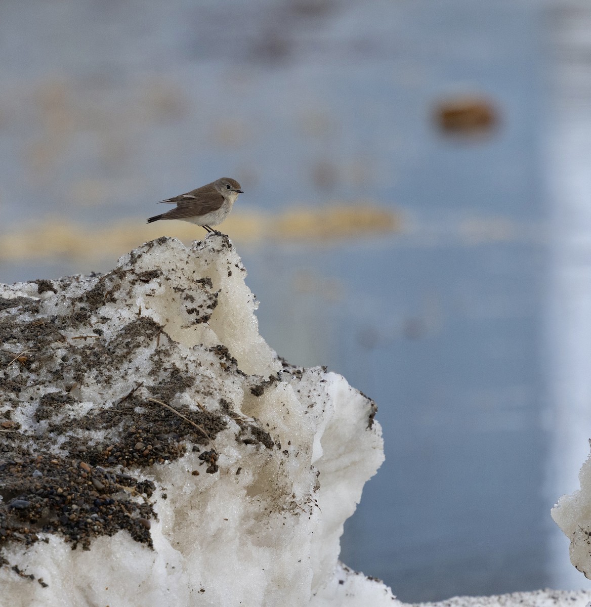 Taiga Flycatcher - ML638432026
