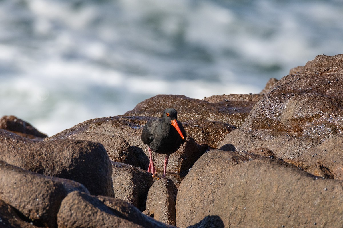 Sooty Oystercatcher - ML638432041