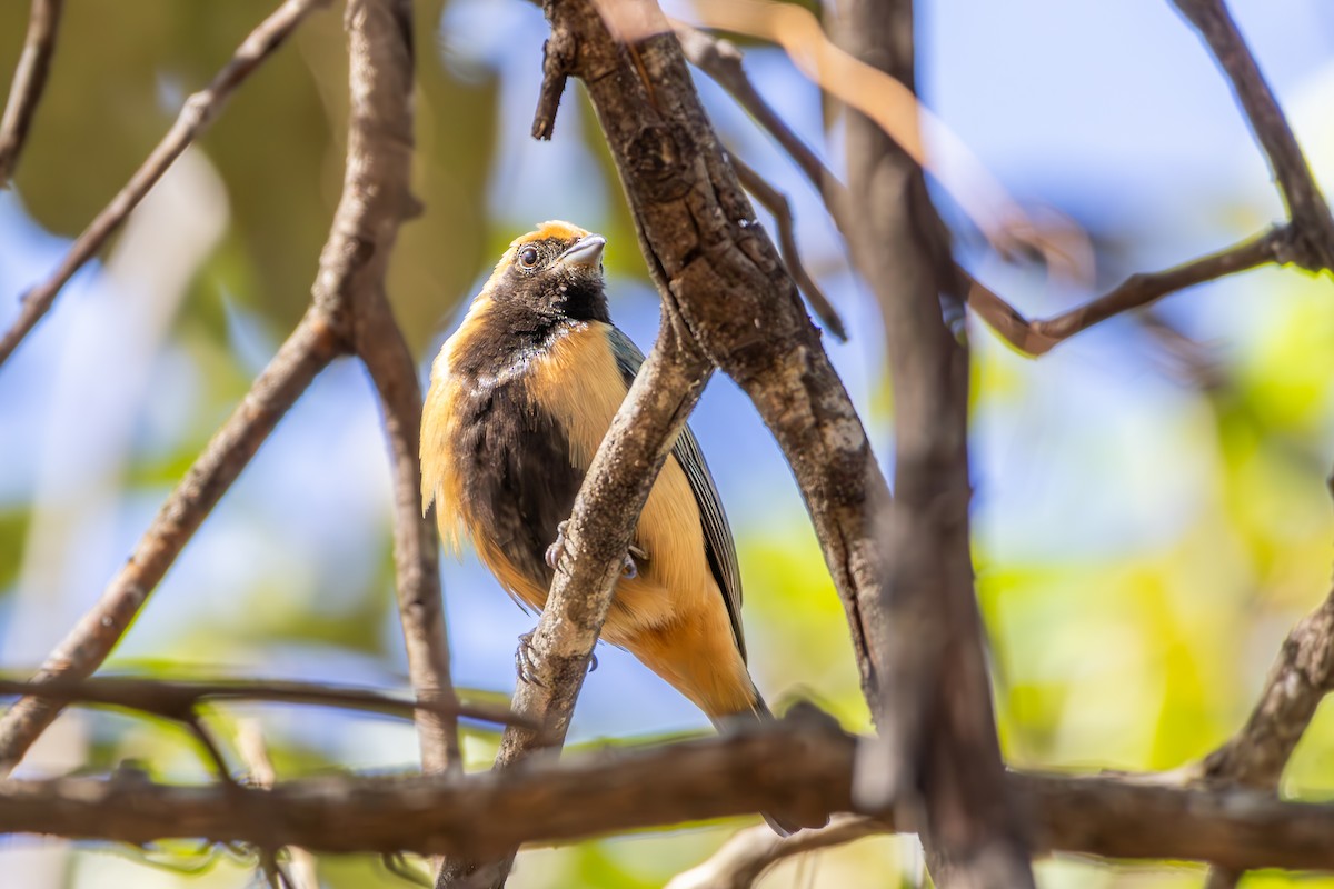 Burnished-buff Tanager - ML638432044
