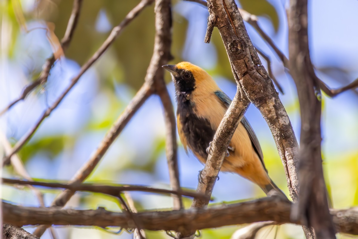 Burnished-buff Tanager - ML638432045