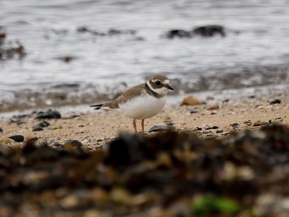 Common Ringed Plover - ML638432055