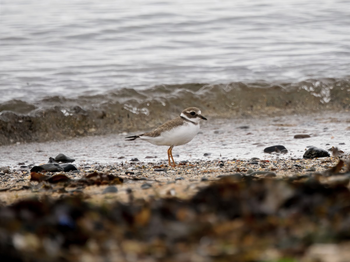 Common Ringed Plover - ML638432056