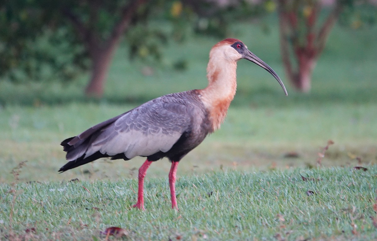 Buff-necked Ibis - ML638432143