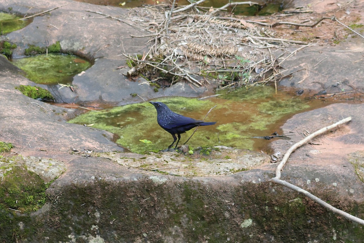 Blue Whistling-Thrush - ML638432195