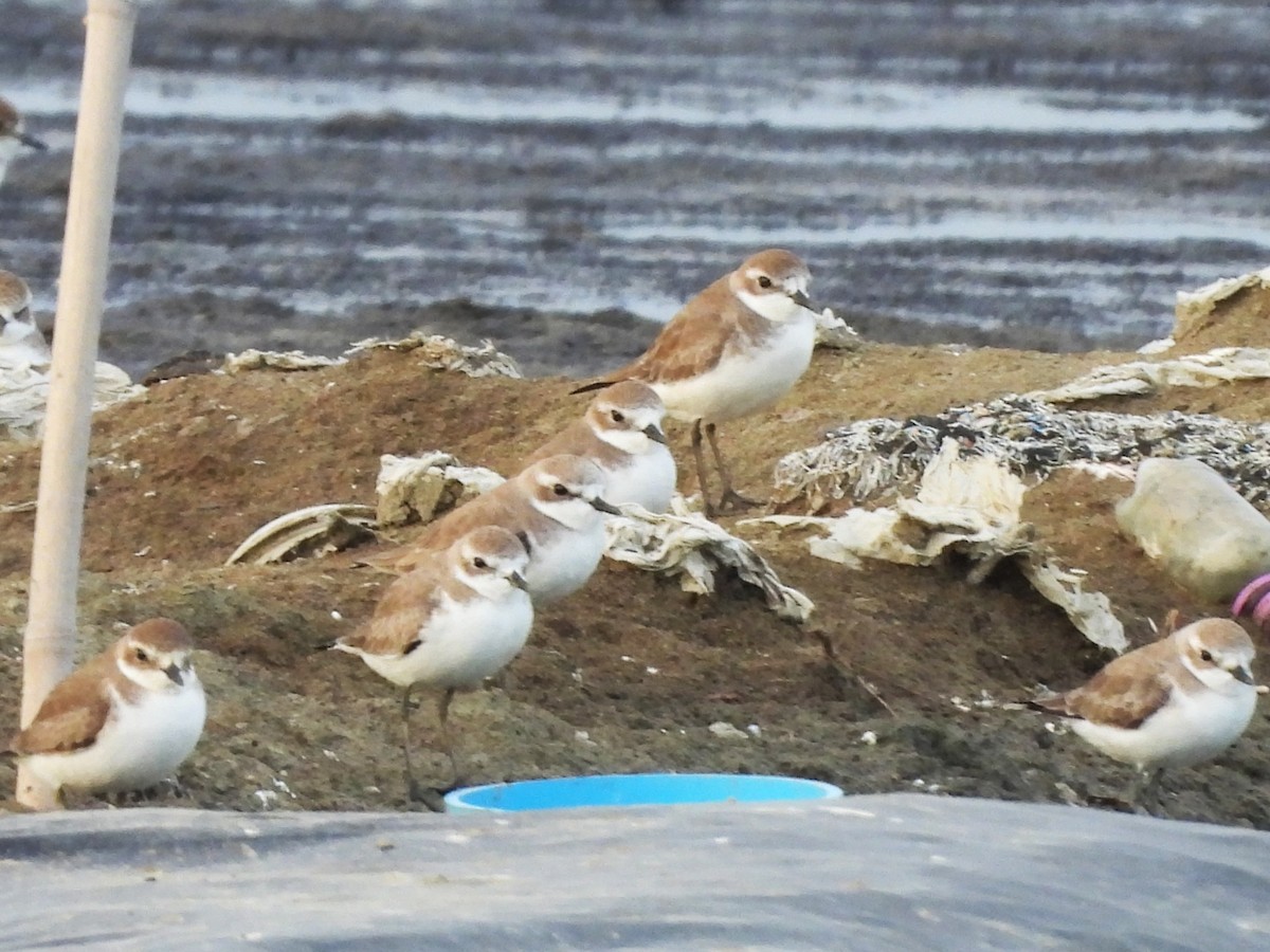 Tibetan Sand-Plover - ML638432211