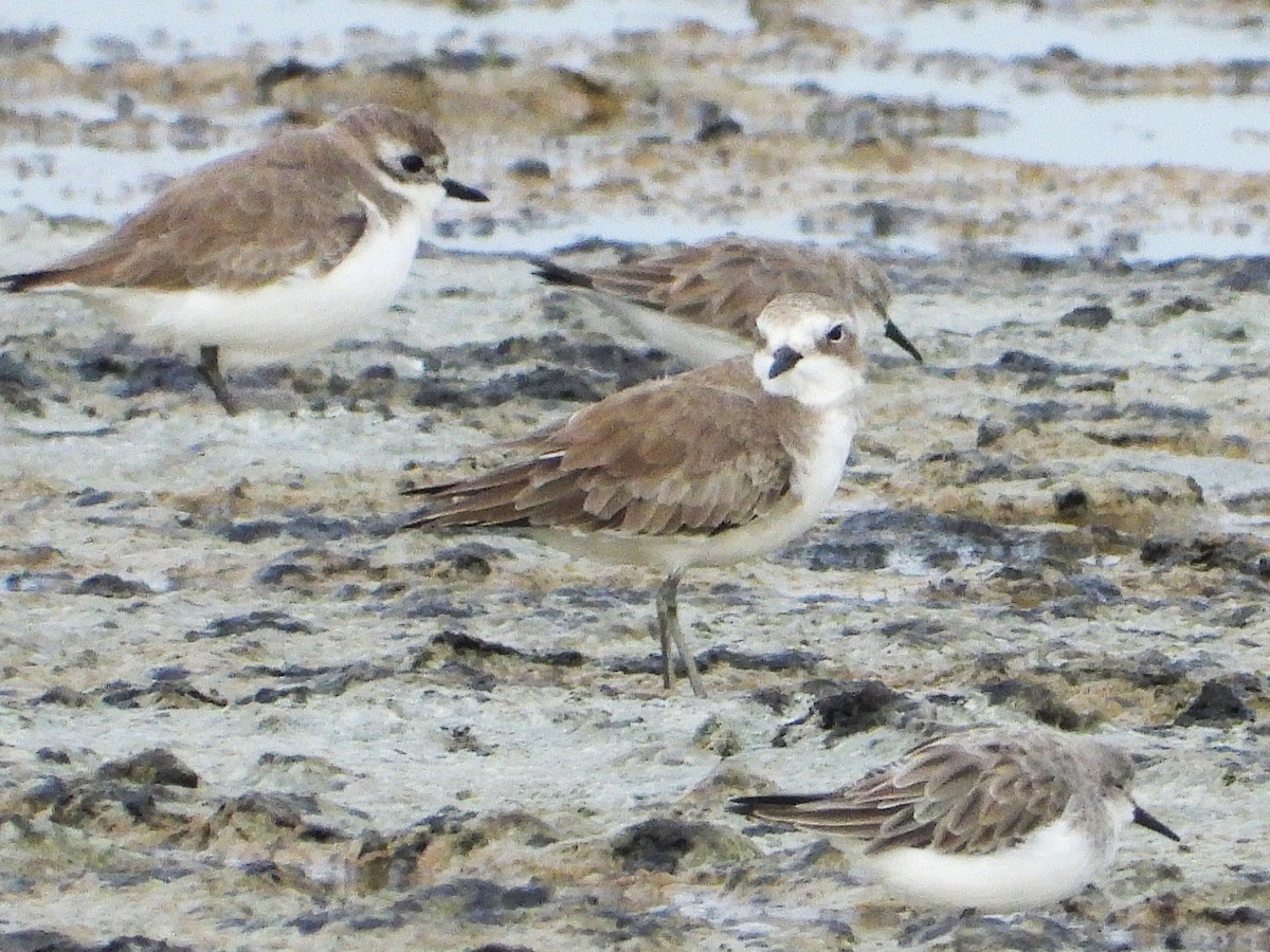 Tibetan Sand-Plover - ML638432213